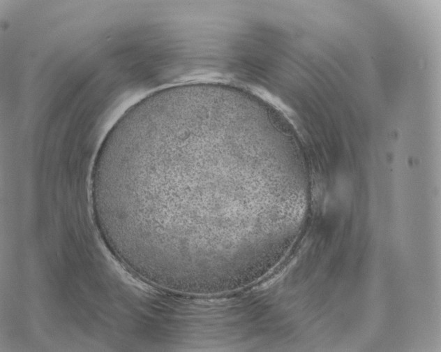 X0000072961423200608111639