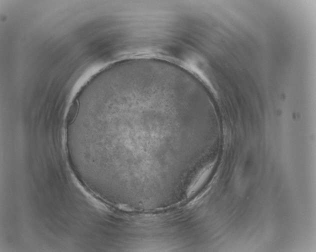 X0000072961424200608111639