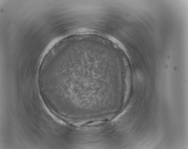 X0000072961429200608111640