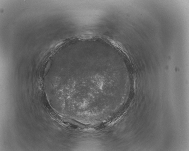 X0000072961445200608111639