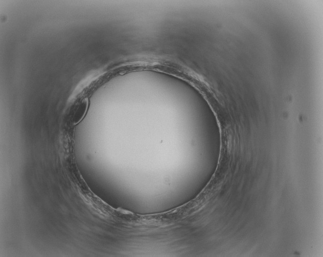 X0000072961448200608111639