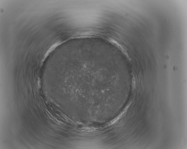 X0000072961449200608111639