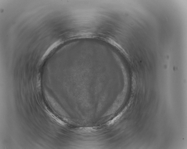 X0000072961450200608111639