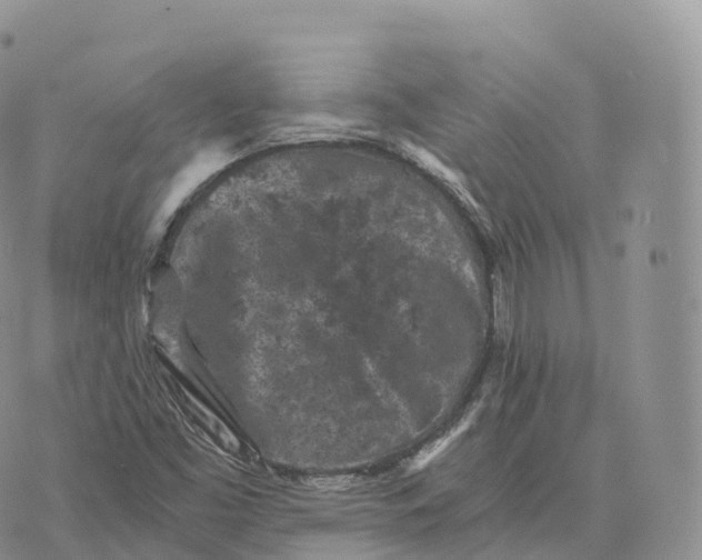 X0000072961453200608111639