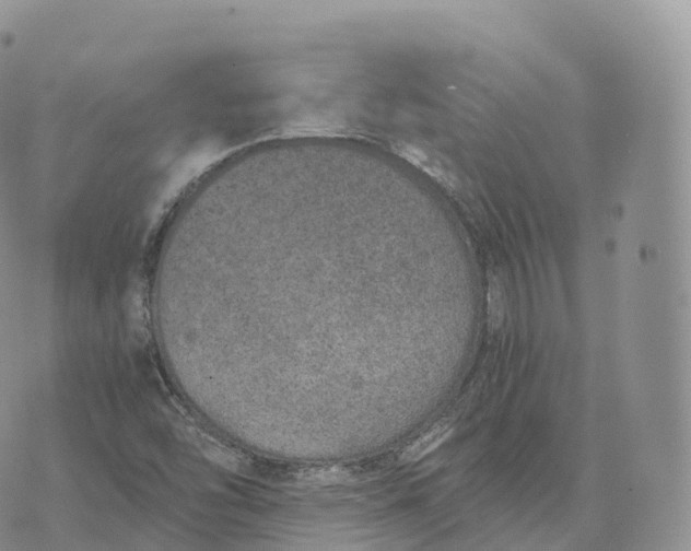 X0000072961454200608111639