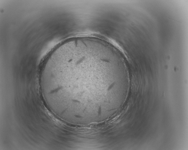 X0000072961456200608111639