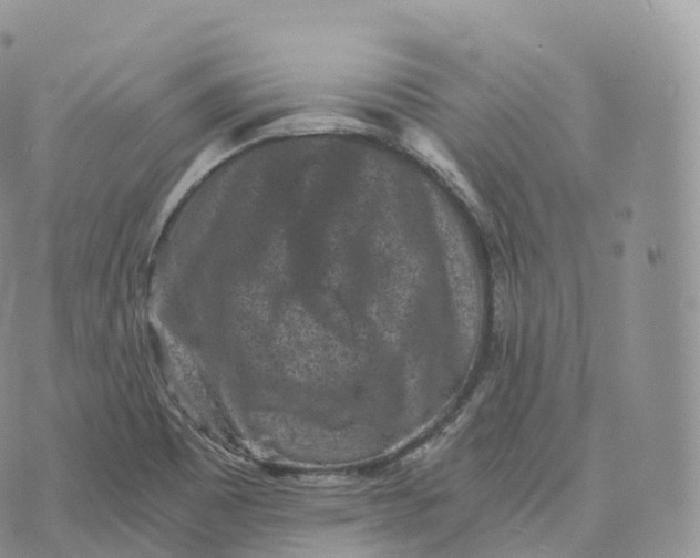 X0000072961465200608111639