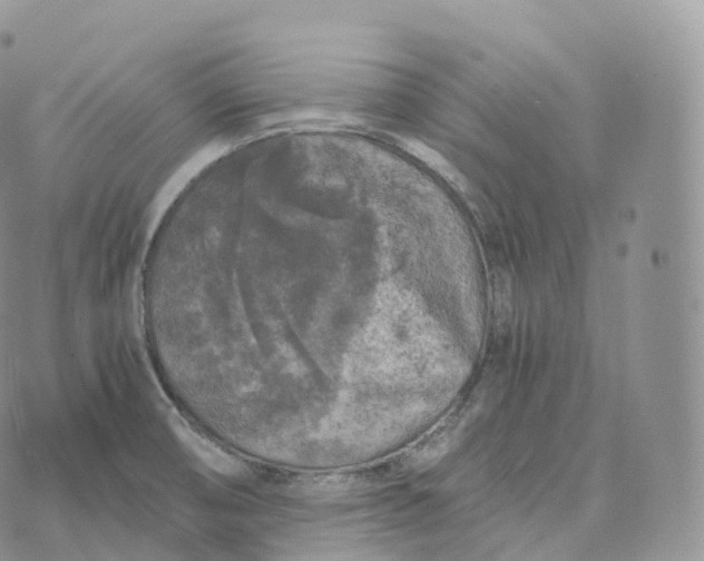 X0000072961474200608111638