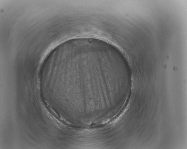 X0000072961506200608111638