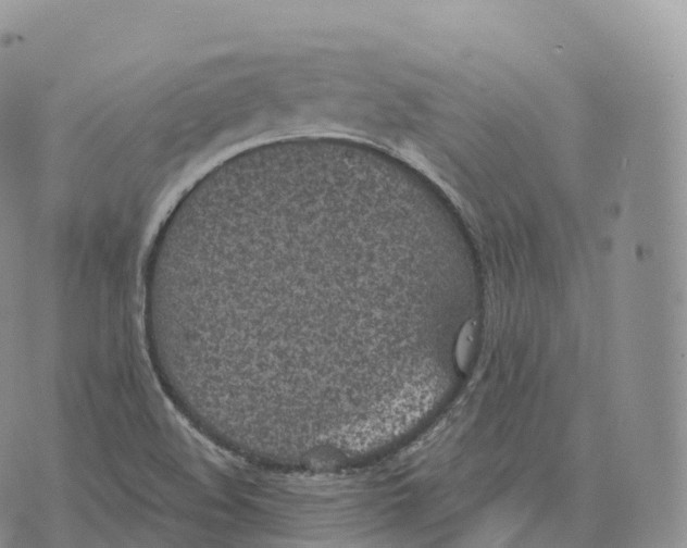 X0000072961508200608111638