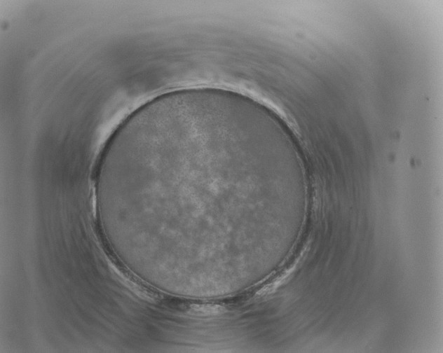 X0000072961509200608111638