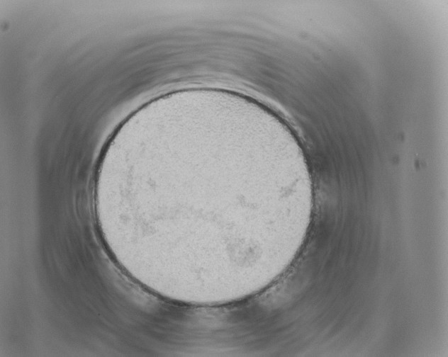 X0000072961514200608111638