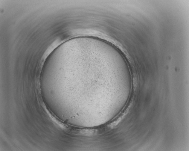 X0000072961521200608111638