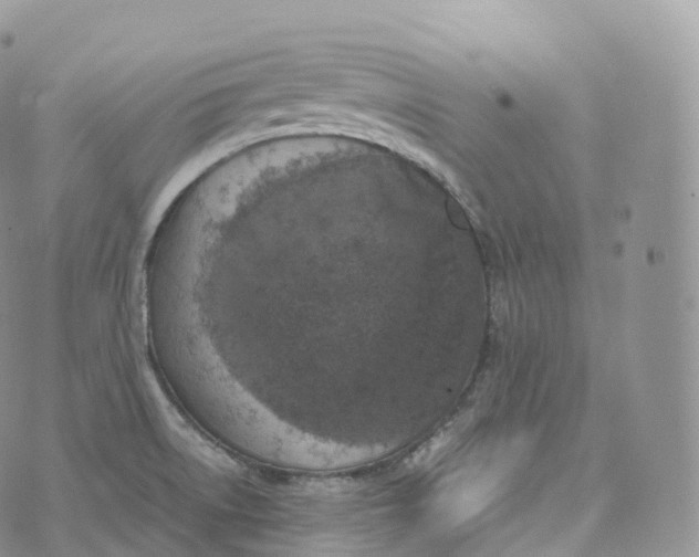 X0000072961522200608111638