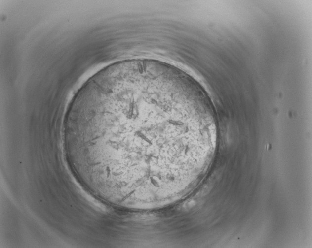 X0000072961525200608111638