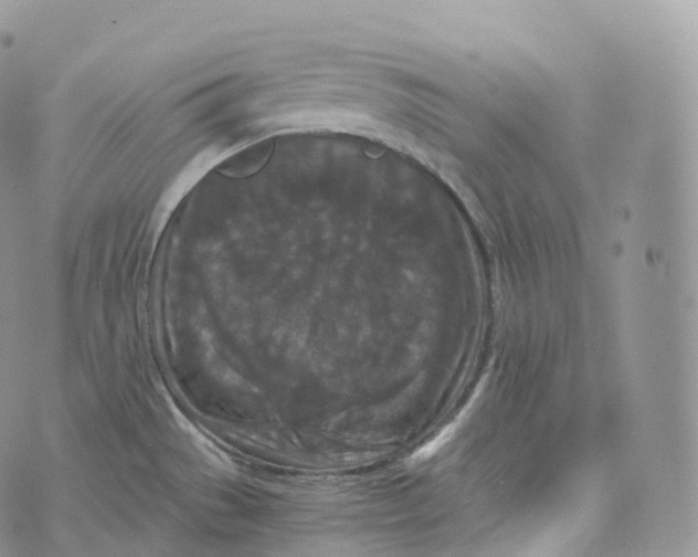 X0000072961529200608111638