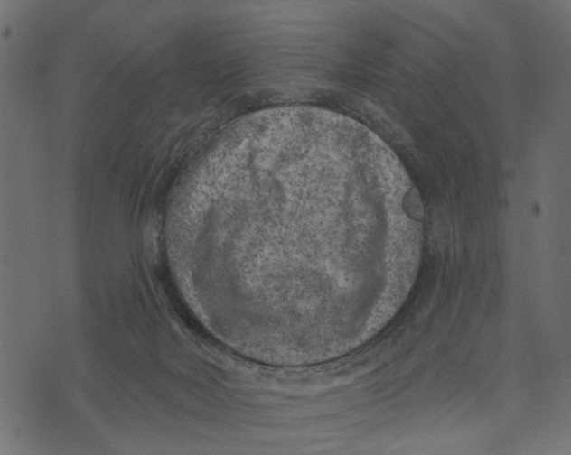 X0000072960026200608181443