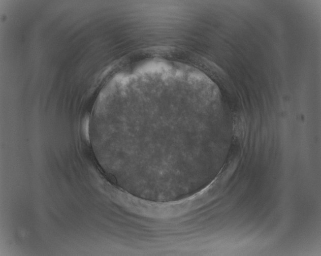 X0000072960047200608181442