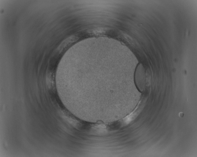X0000072960140200608181441