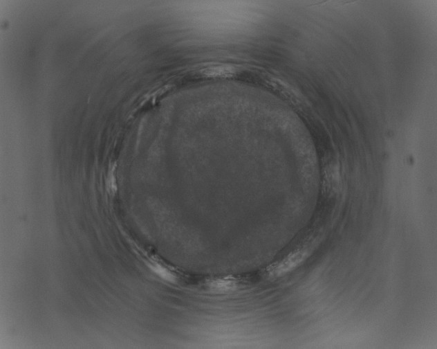 X0000072960325200608181438
