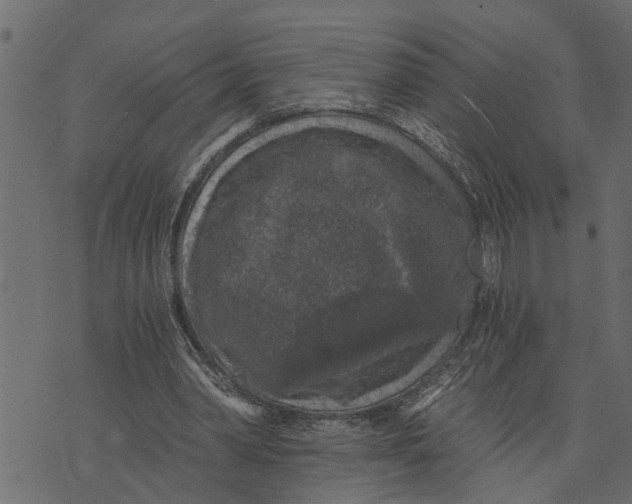 X0000072960390200608181437