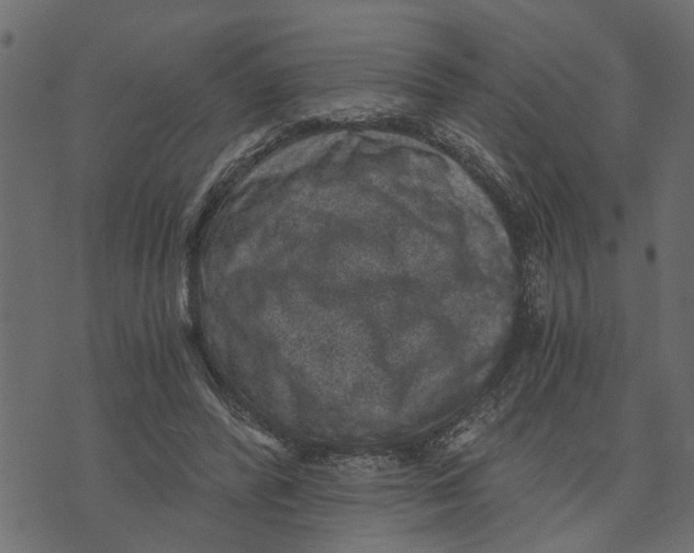 X0000072960400200608181436