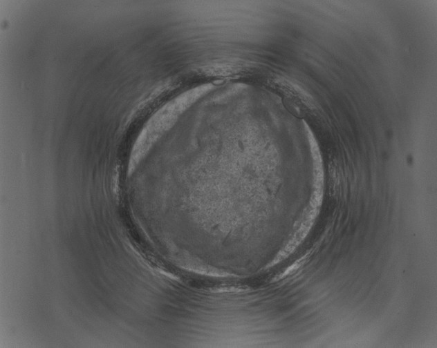 X0000072960404200608181436