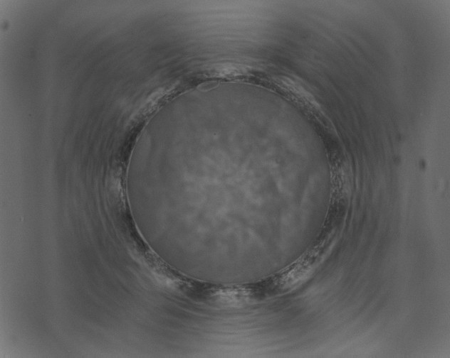 X0000072960415200608181436