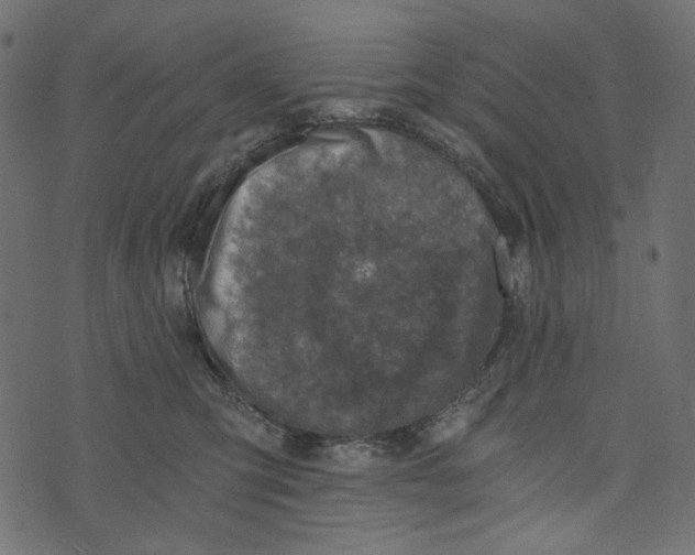 X0000072960423200608181436