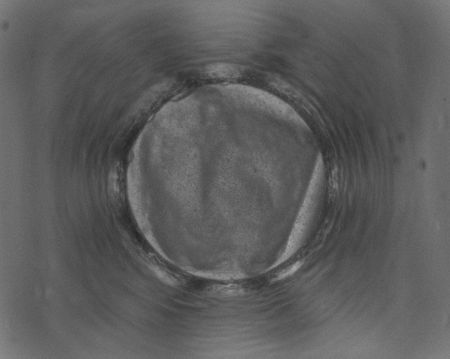 X0000072960424200608181436