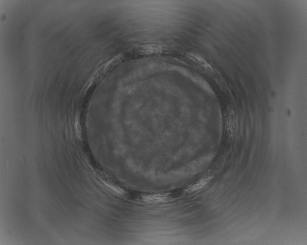 X0000072960516200608181434