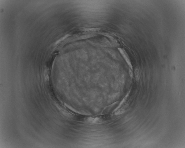 X0000072960570200608181434