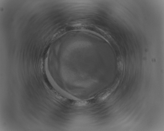 X0000072960767200608181431