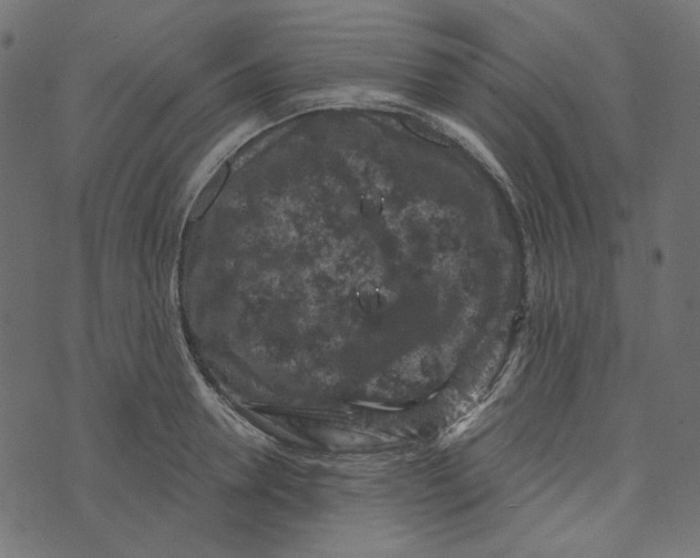 X0000072960946200608181428
