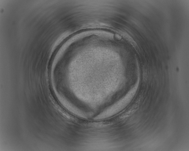 X0000072960990200608181427