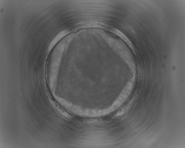 X0000072961002200608181427