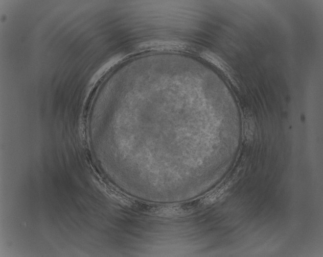 X0000072961074200608181425