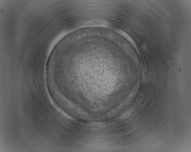 X0000072961096200608181425