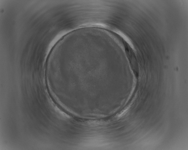 X0000072961102200608181425