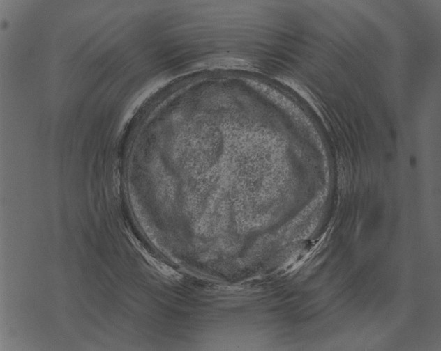 X0000072961115200608181424