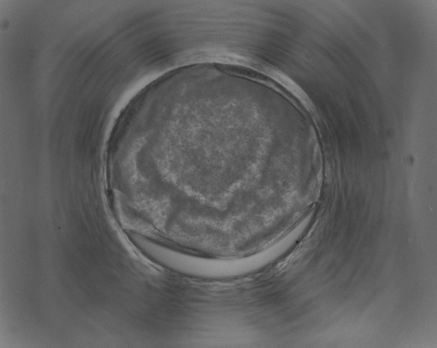 X0000072961144200608181425
