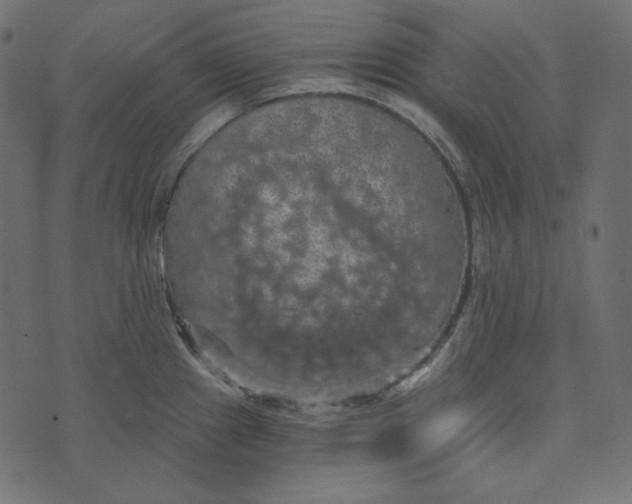 X0000072961241200608181423