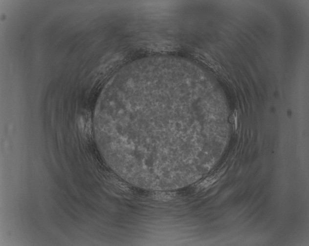 X0000072961251200608181422