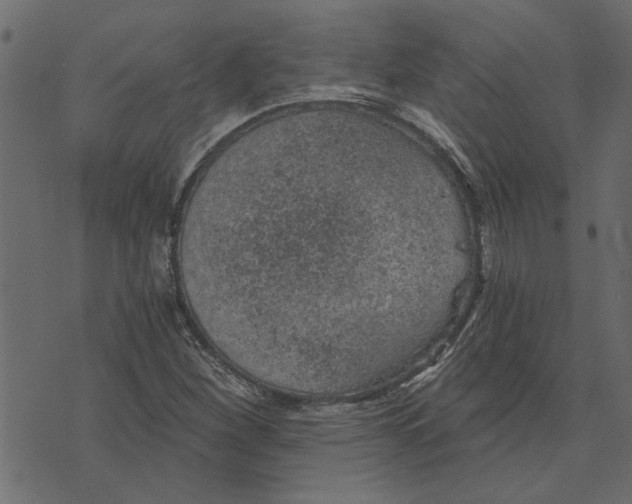 X0000072961260200608181422