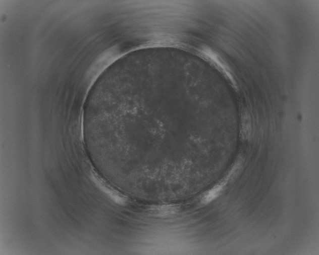 X0000072961276200608181422