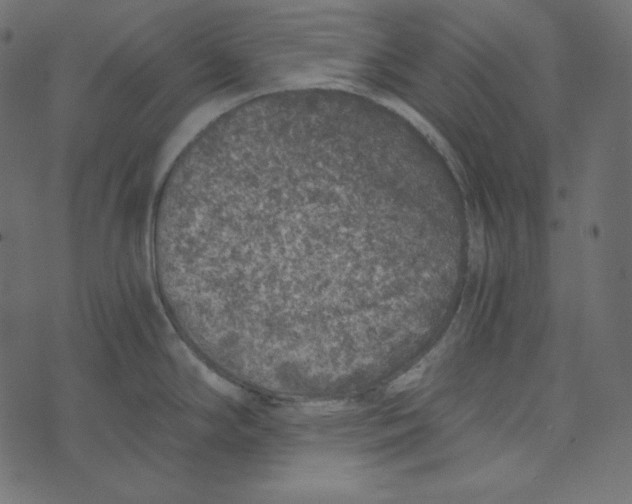 X0000072961294200608181422