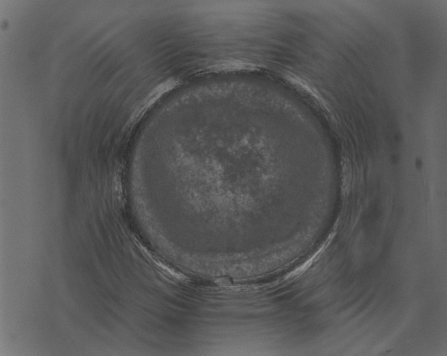 X0000072961305200608181421