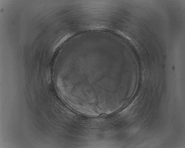 X0000072961306200608181421