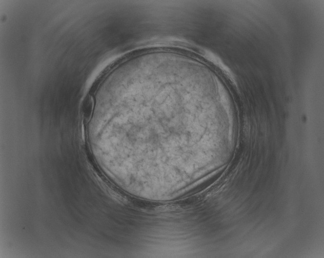 X0000072961368200608181421