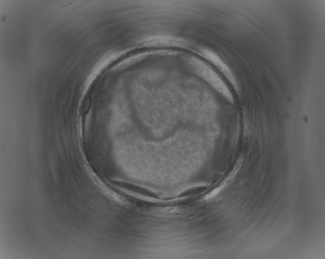 X0000072961376200608181420